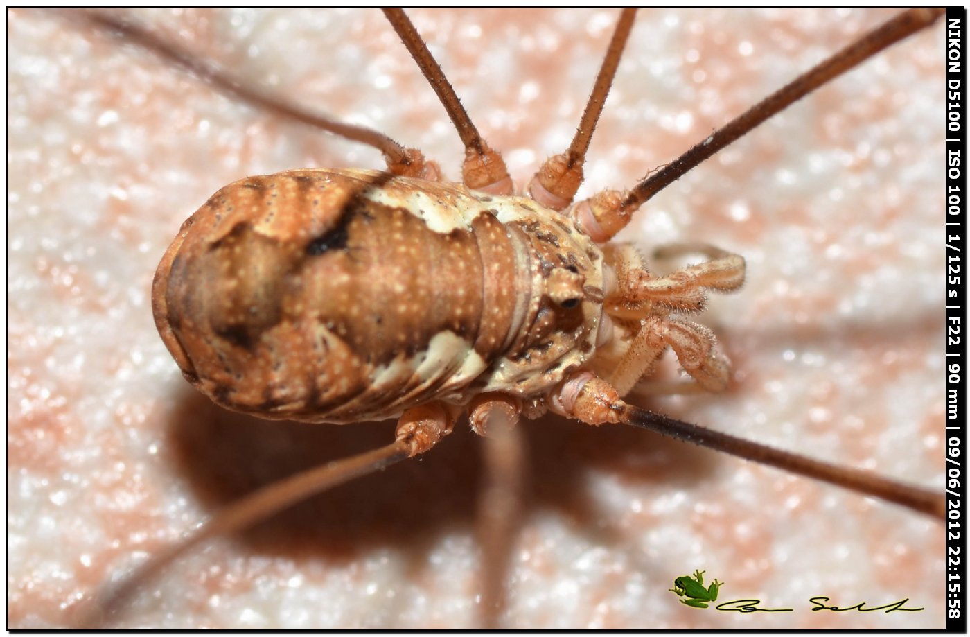 Dasylobus sp. da Usini 143